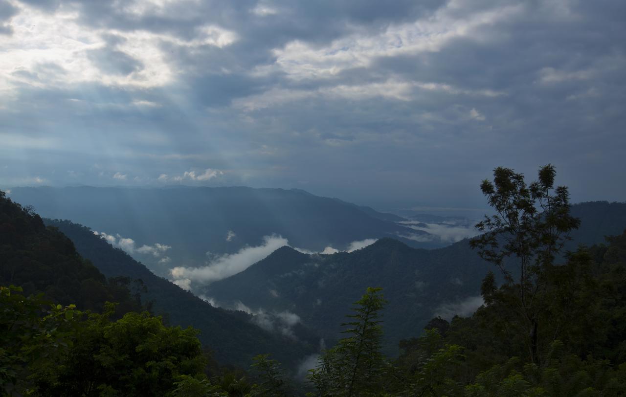 After The Rains - Rainforest Lodge Meppadi Екстер'єр фото